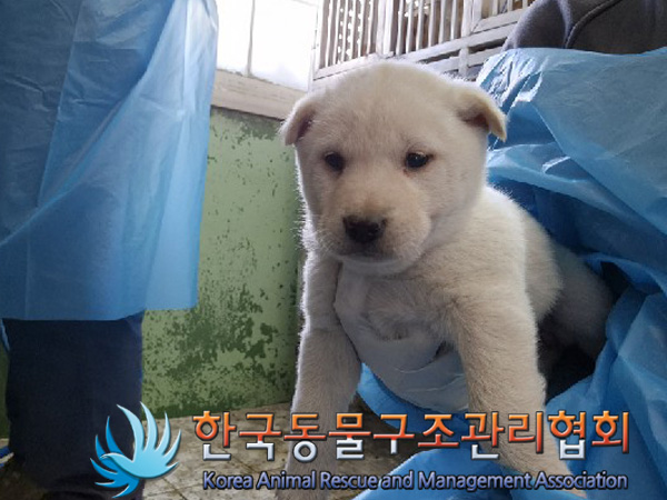 한국동물구조관리협회_441406202500075
