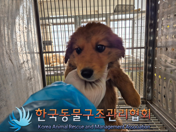 한국동물구조관리협회_441414202500055