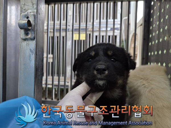 한국동물구조관리협회_441409202500111
