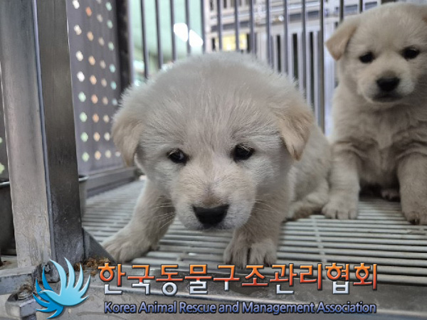 한국동물구조관리협회_441409202500115