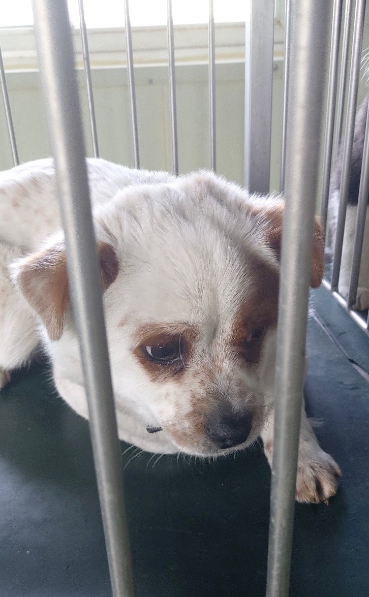 보령시유기동물보호소_444451202500072