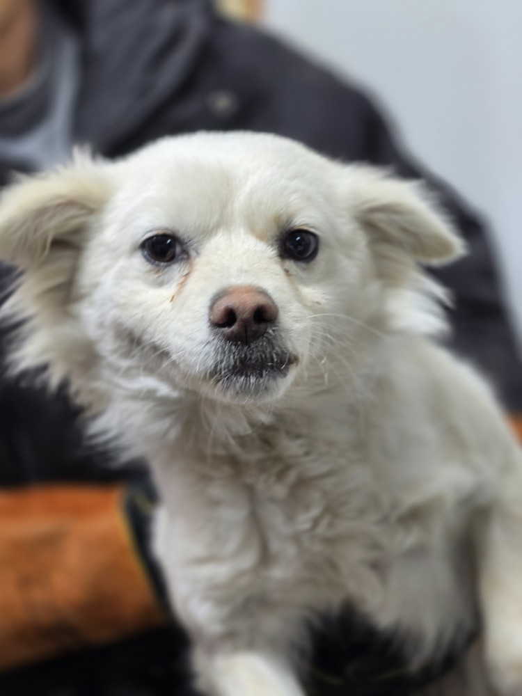 안성시 동물보호센터_441408202500086