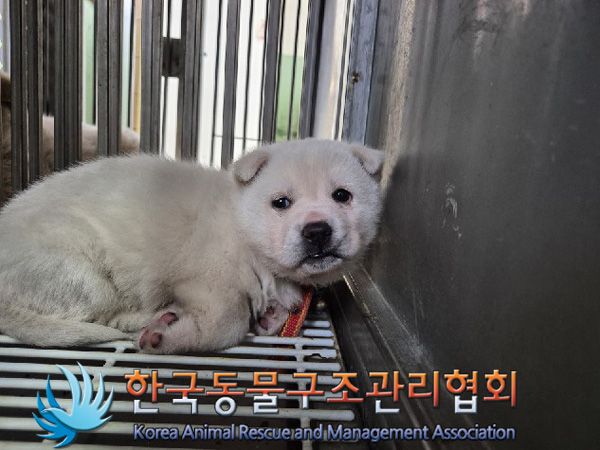 종료(안락사) 믹스…