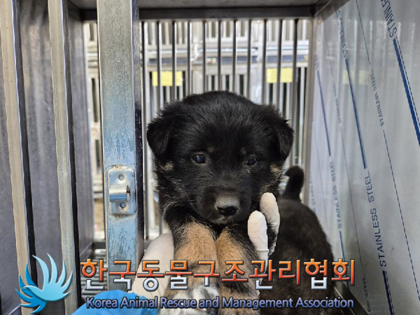종료(입양) 믹스견…