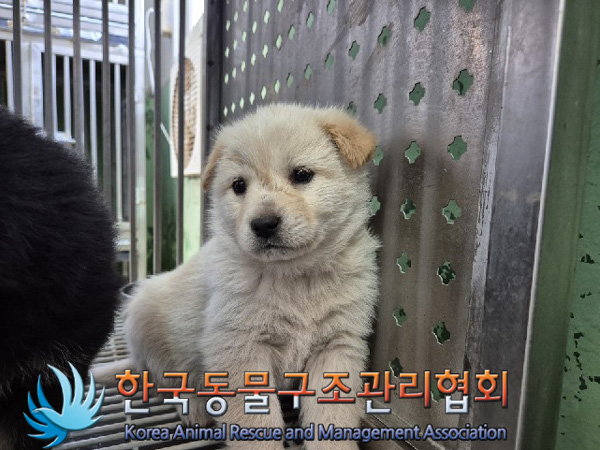 한국동물구조관리협회_441409202500112