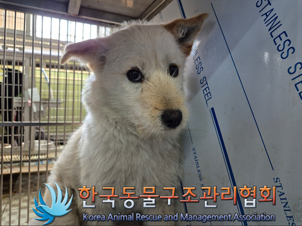 한국동물구조관리협회_441560202500149