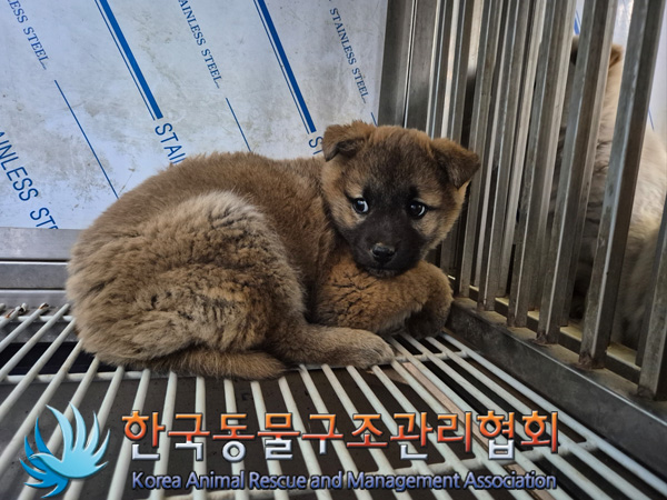 한국동물구조관리협회_441406202500081