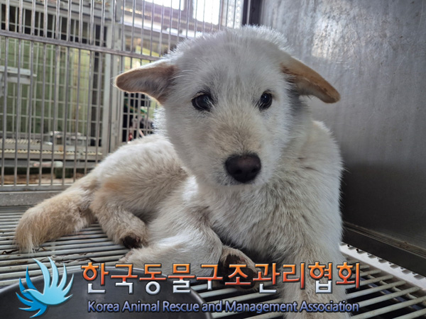 한국동물구조관리협회_441560202500150
