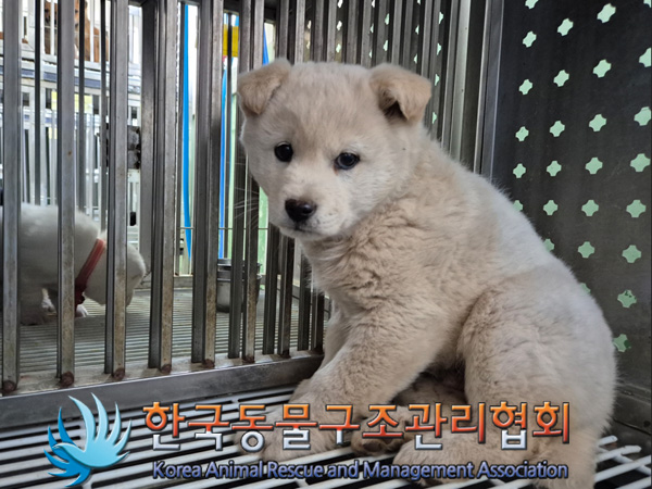 한국동물구조관리협회_441406202500082