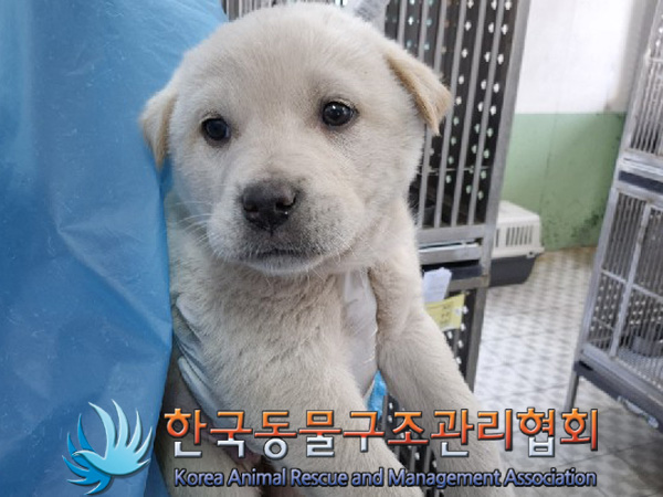 한국동물구조관리협회_441406202500073