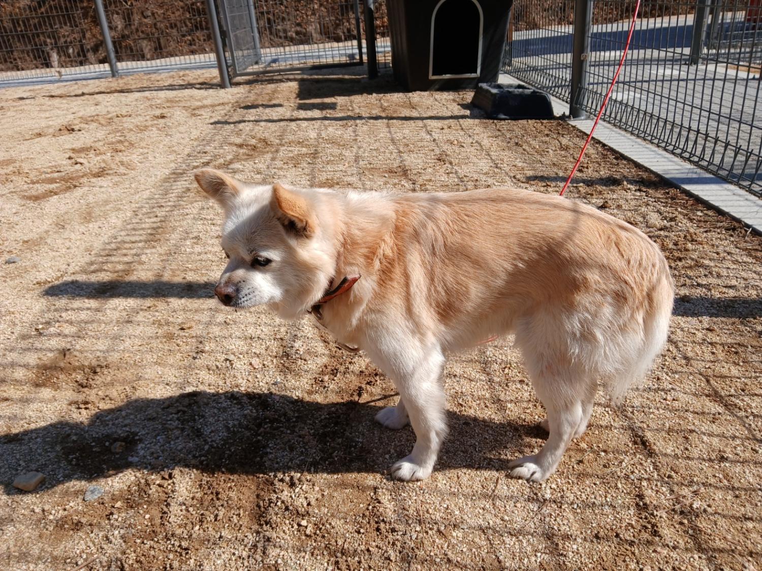 영양군유기동물보호소_447517202500004