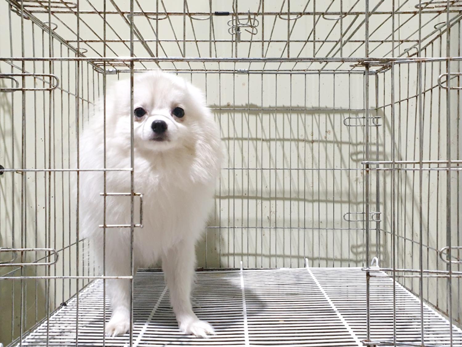 위더스 동물보호센터_441570202500085