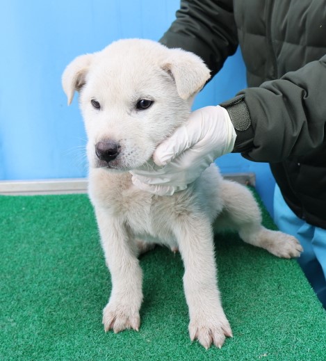 제주 동물보호센터_450650202500367
