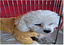 (사)동물보호관리협회_448535202500065