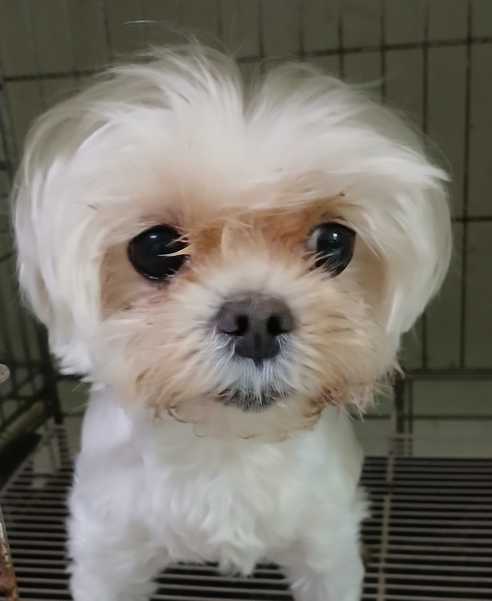 대구유기동물보호센터_427342202500071