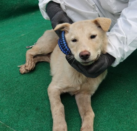 제주 동물보호센터_450650202500366