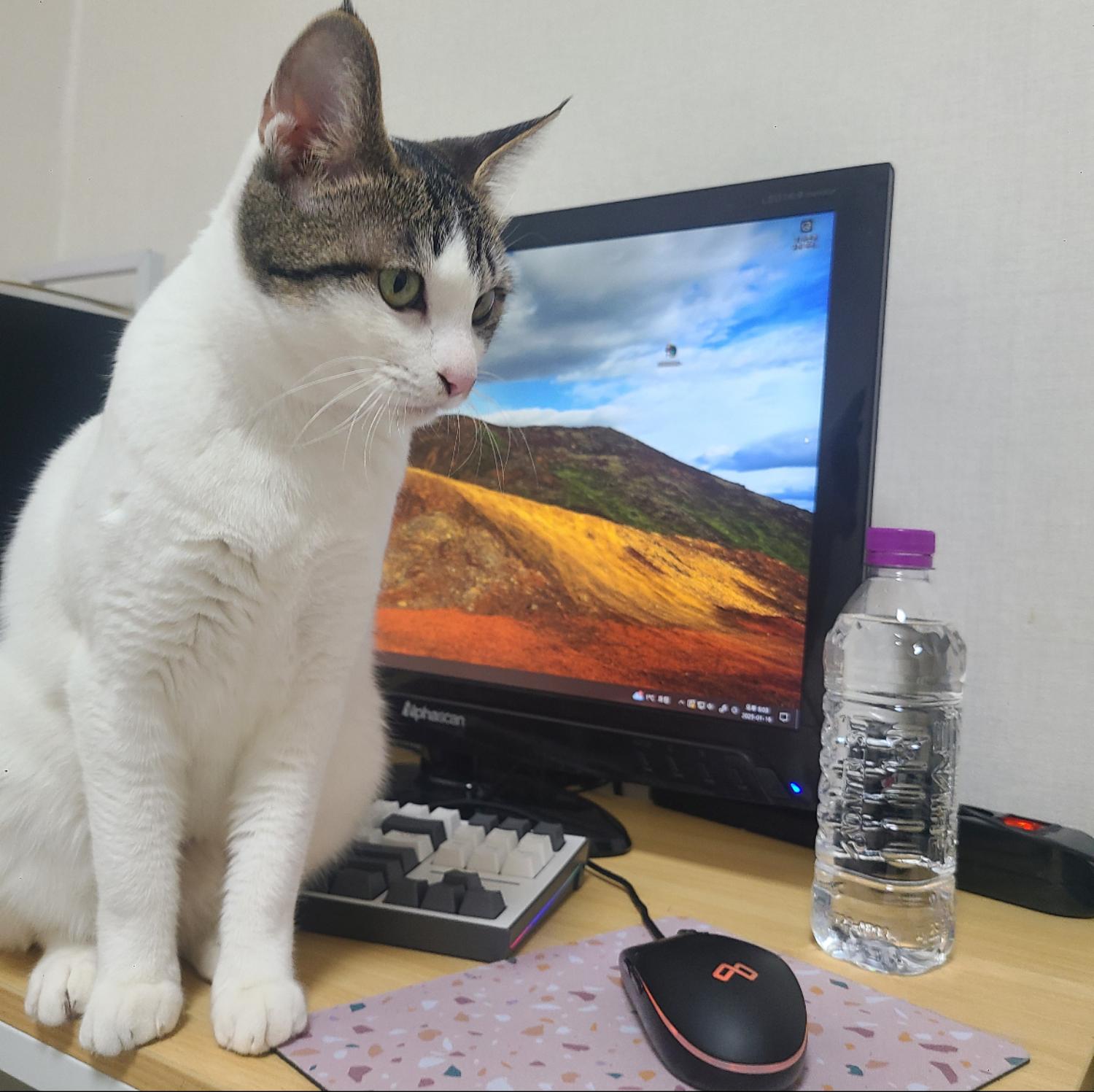 [고양이] 한국 고양이 서울-동대문-2025-00020 유기동물 배경 이미지 입니다.