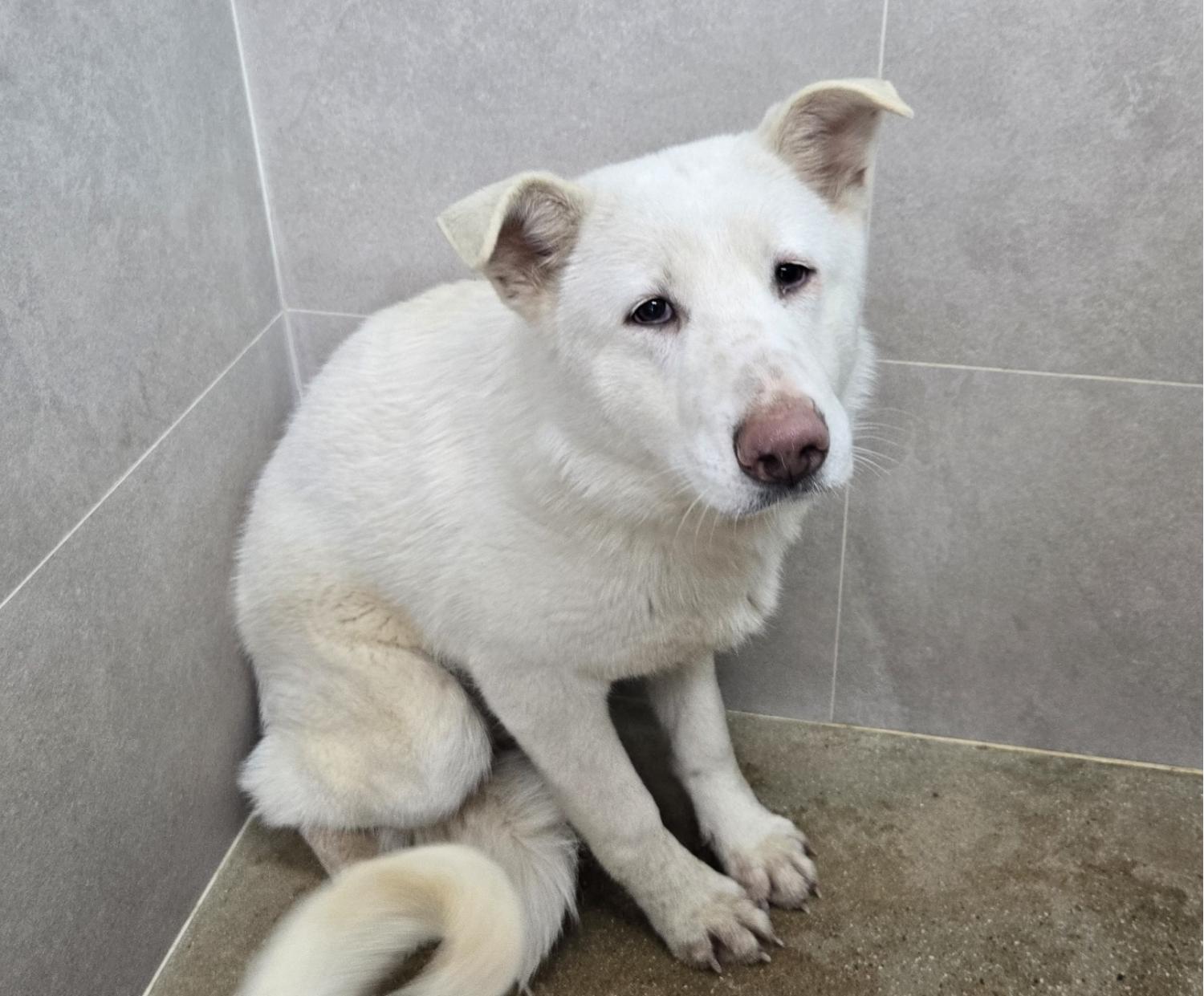 고양시동물보호센터_441394202500124
