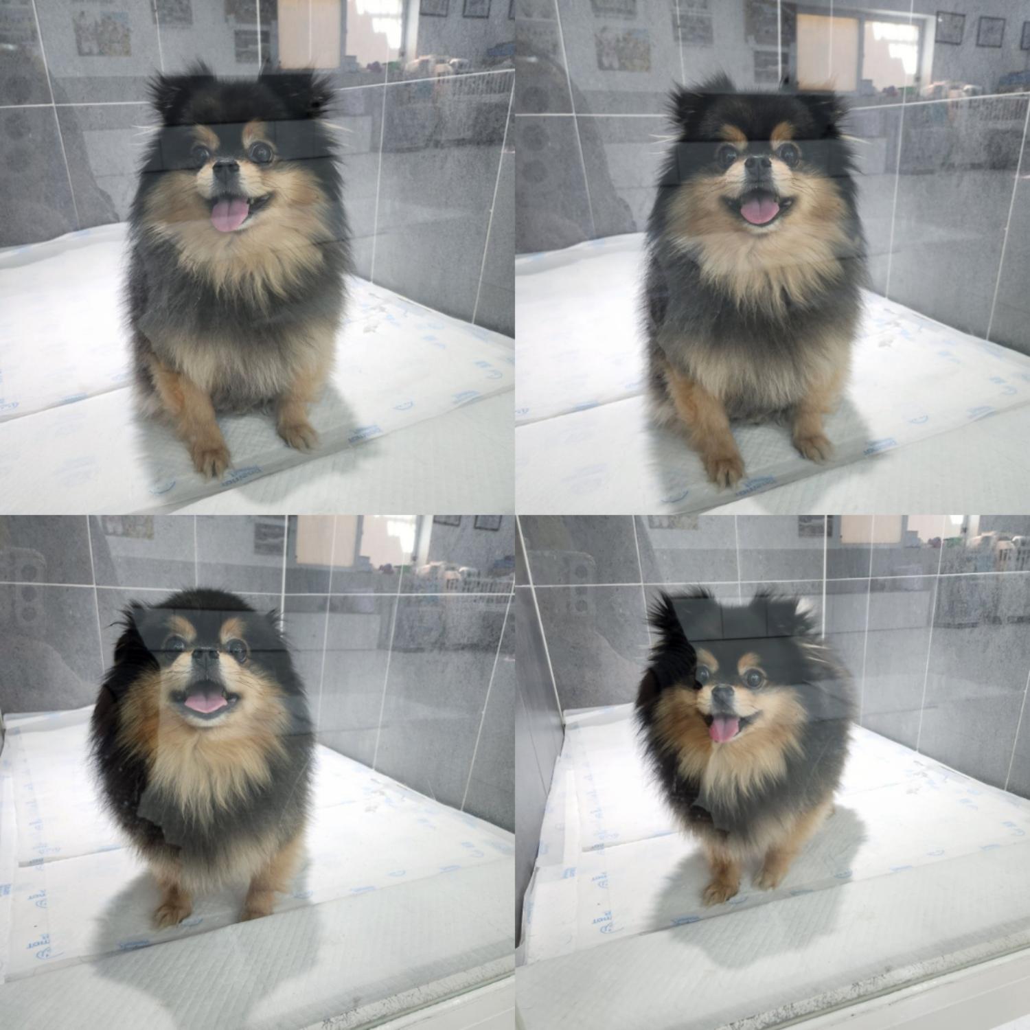 반려동물 입양센터_447508202500060