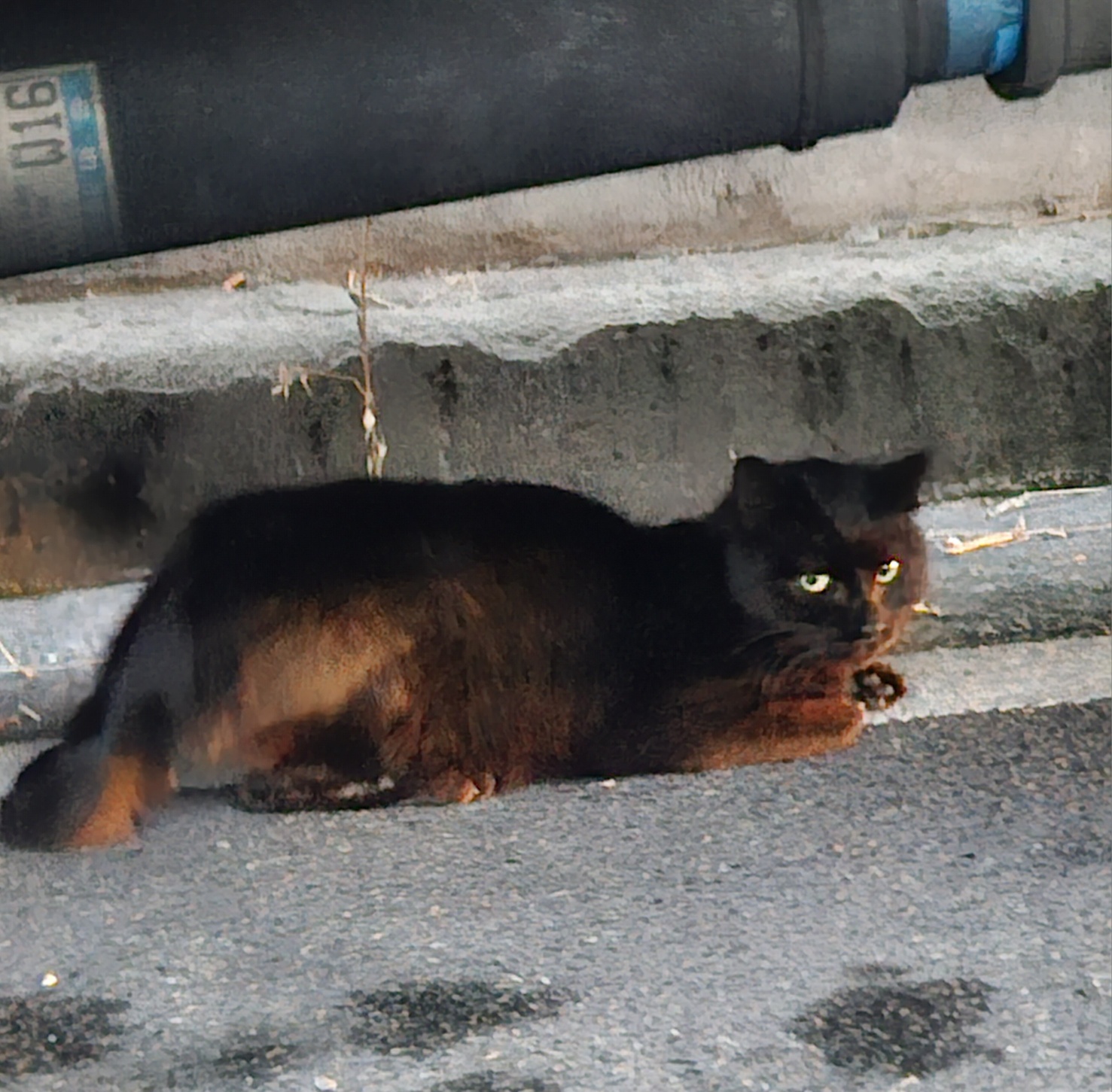 울산유기동물보호센터_431373202500118