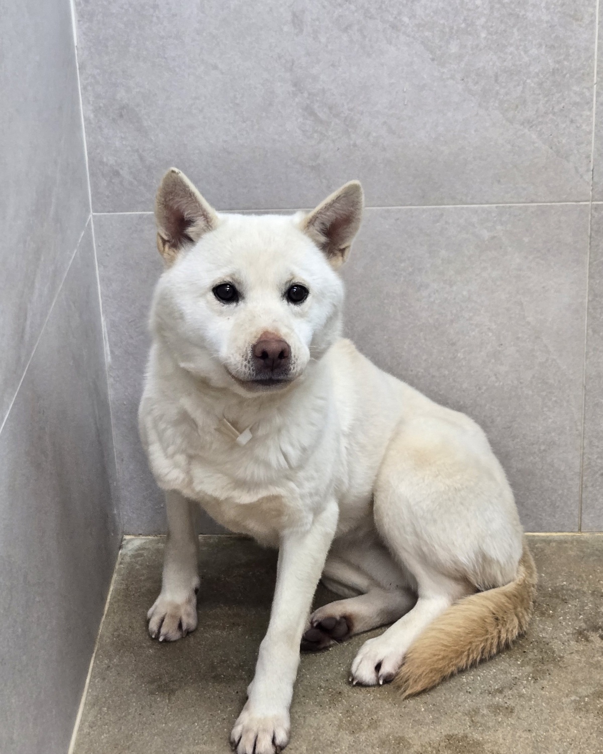 고양시동물보호센터_441394202500137