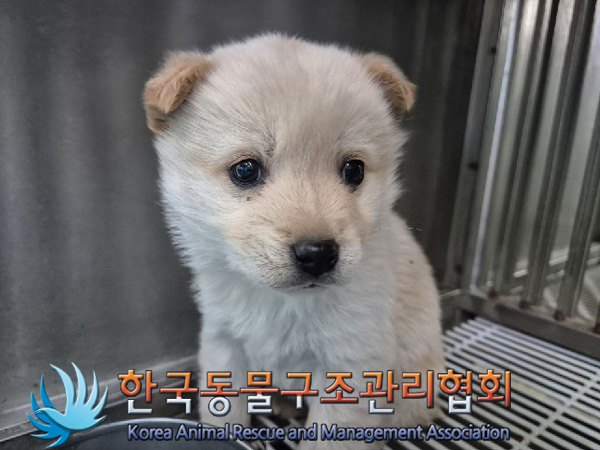 한국동물구조관리협회_441409202500123