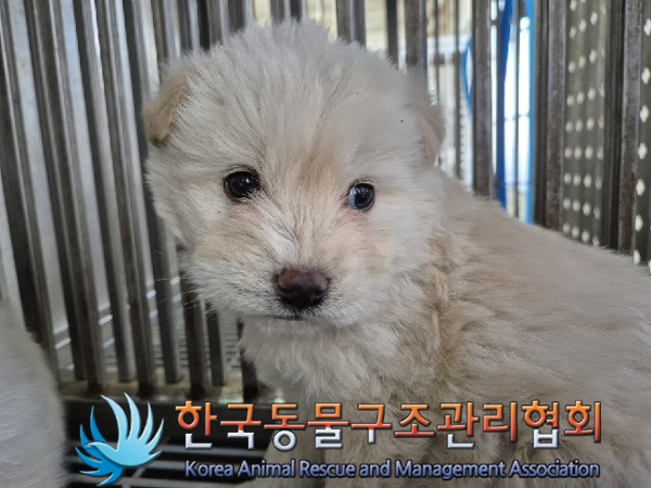 종료(기증) 믹스견…