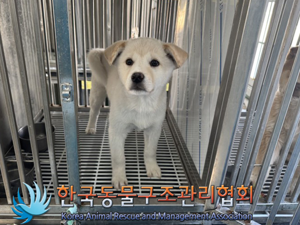 한국동물구조관리협회_411315202500016