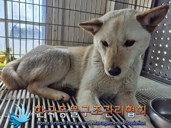 한국동물구조관리협회_441560202500154