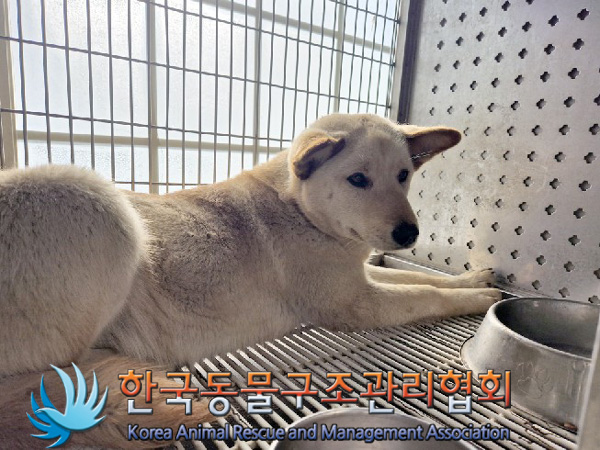 한국동물구조관리협회_441560202500155