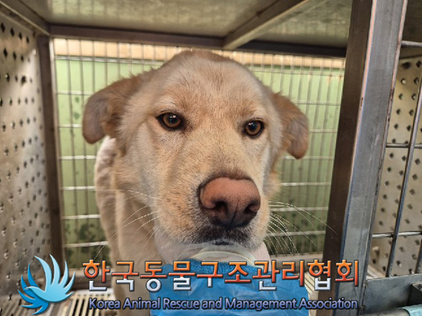 한국동물구조관리협회_441409202500126