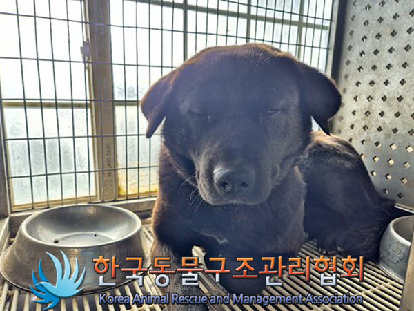 종료(반환) 믹스견…