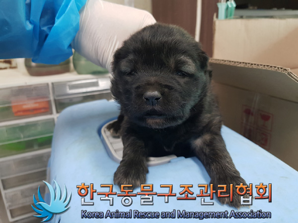 한국동물구조관리협회_411311202500025