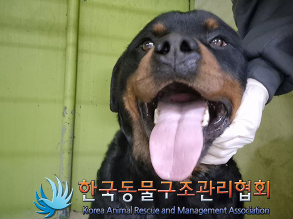 한국동물구조관리협회_441406202500087