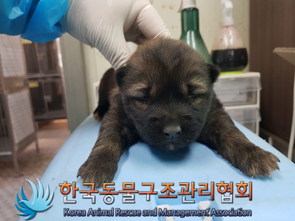 한국동물구조관리협회_411311202500023