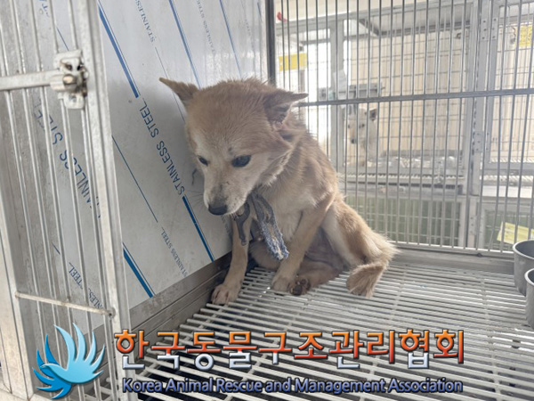 한국동물구조관리협회_441560202500153