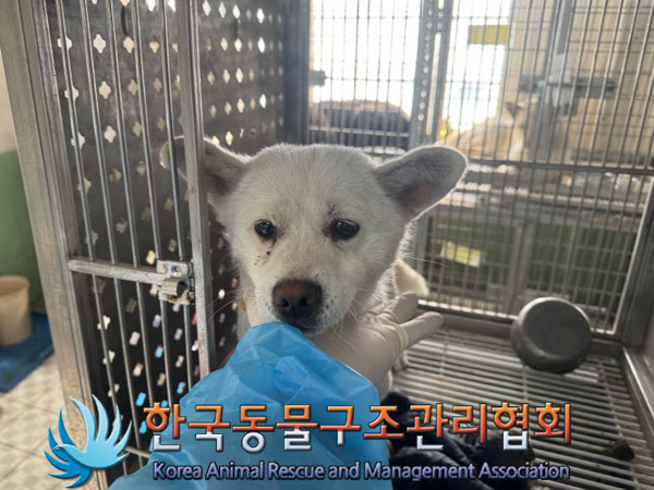 한국동물구조관리협회_441560202500152