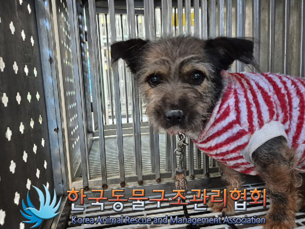 한국동물구조관리협회_441382202500028