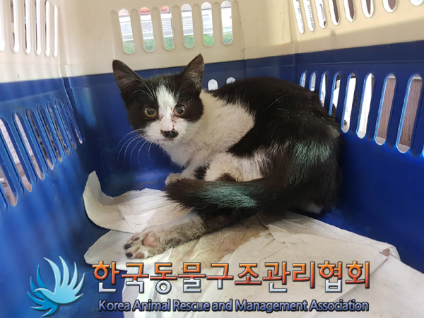 한국동물구조관리협회_441406202500086