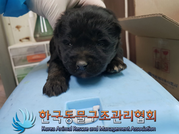 보호중 믹스견의 가…