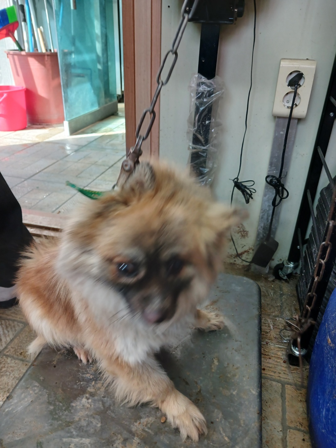 영주시 동물보호센터_447509202500037