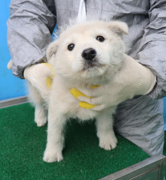제주 동물보호센터_450650202500375