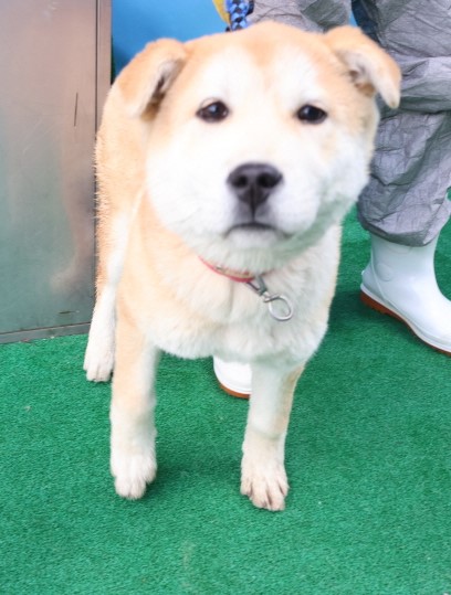 제주 동물보호센터_450650202500373