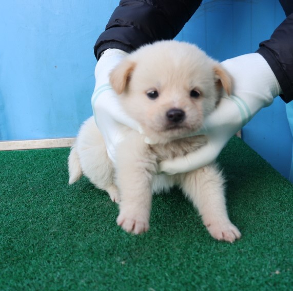 제주 동물보호센터_450650202500381