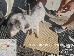 대전동물보호센터_430367202500047