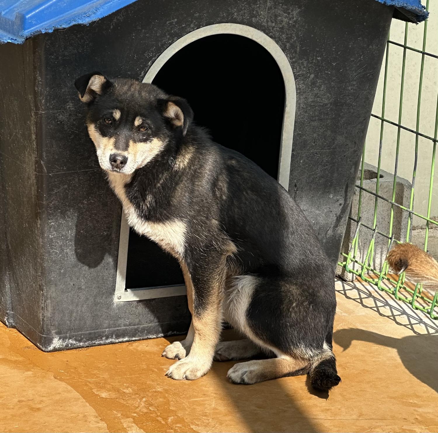 하동군유기동물보호소_448544202500031