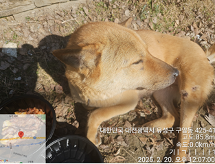대전동물보호센터_430367202500048