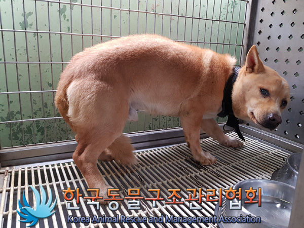 한국동물구조관리협회_441404202500017