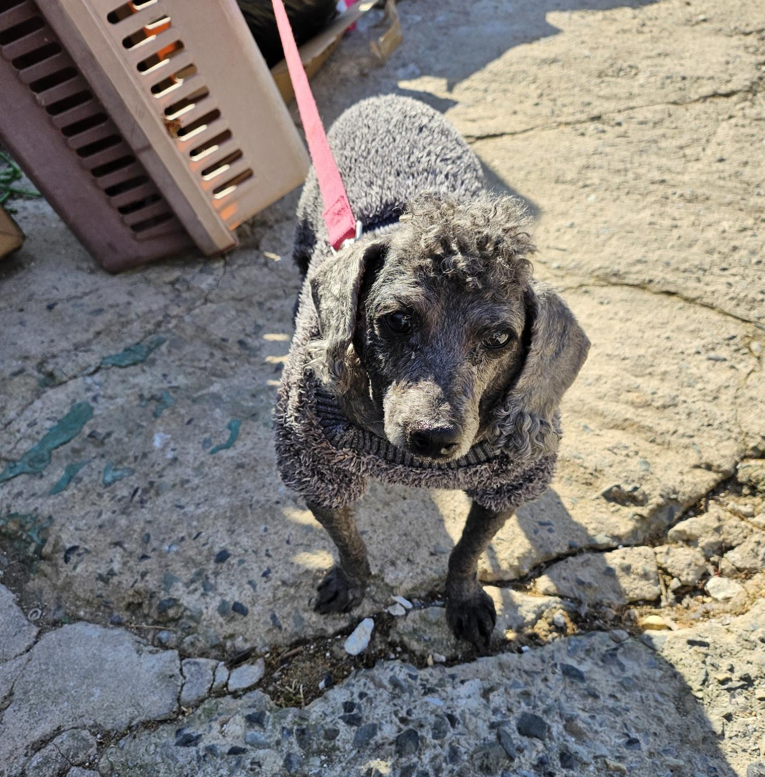 울산유기동물보호센터_431373202500120