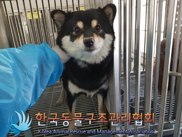 한국동물구조관리협회_411318202500012